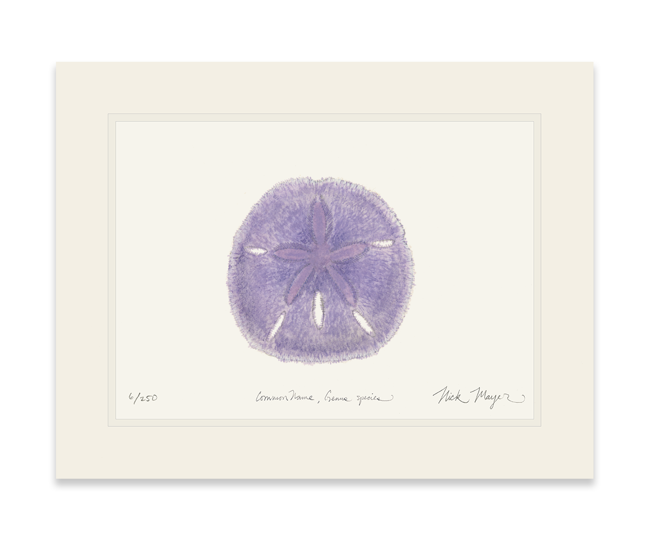 Purple Sand Dollar Print