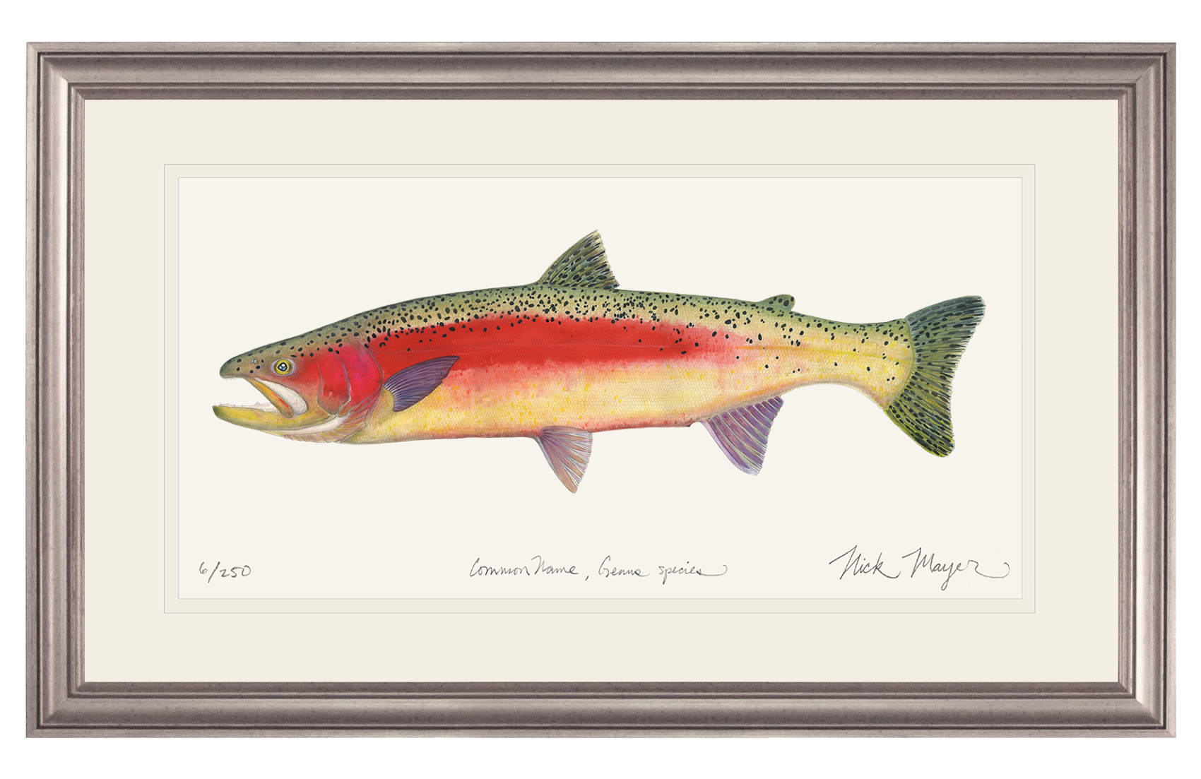 New Zealand Rainbow Trout Limited Edition Print