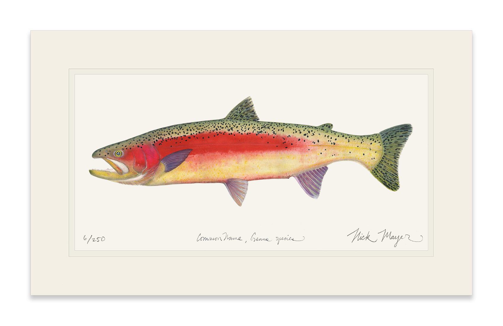 New Zealand Rainbow Trout Limited Edition Print