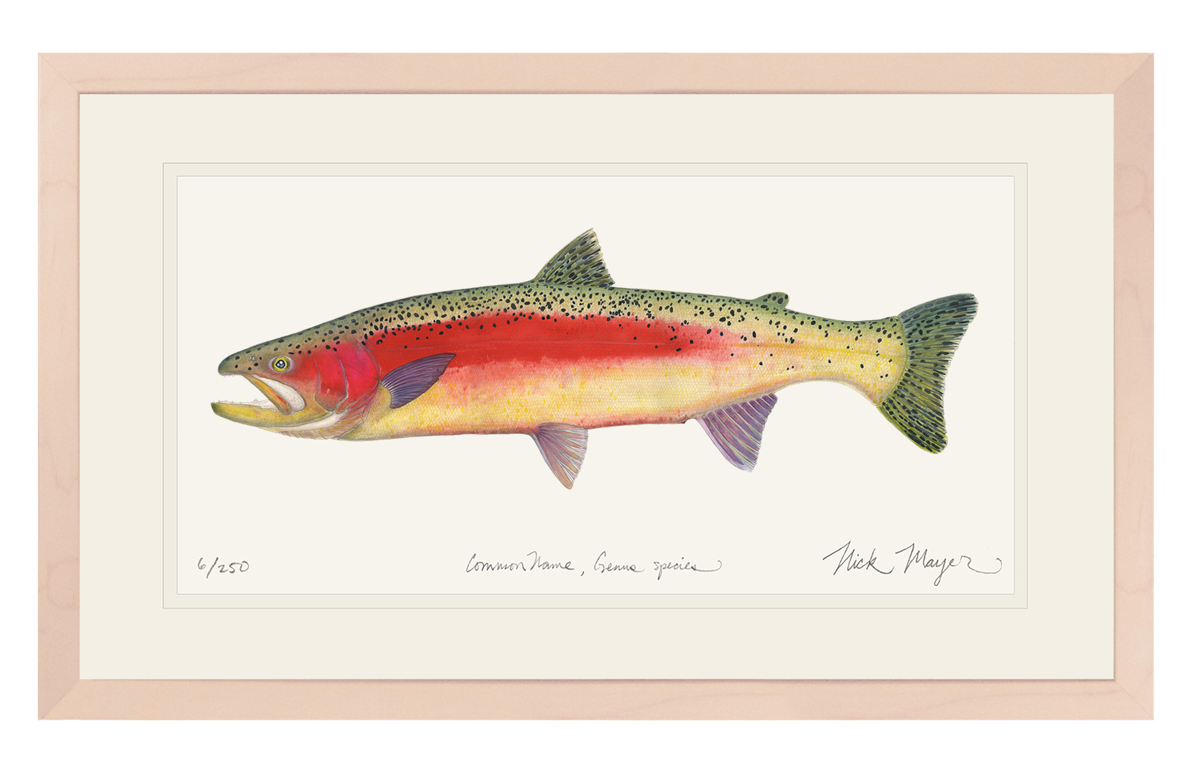New Zealand Rainbow Trout Limited Edition Print