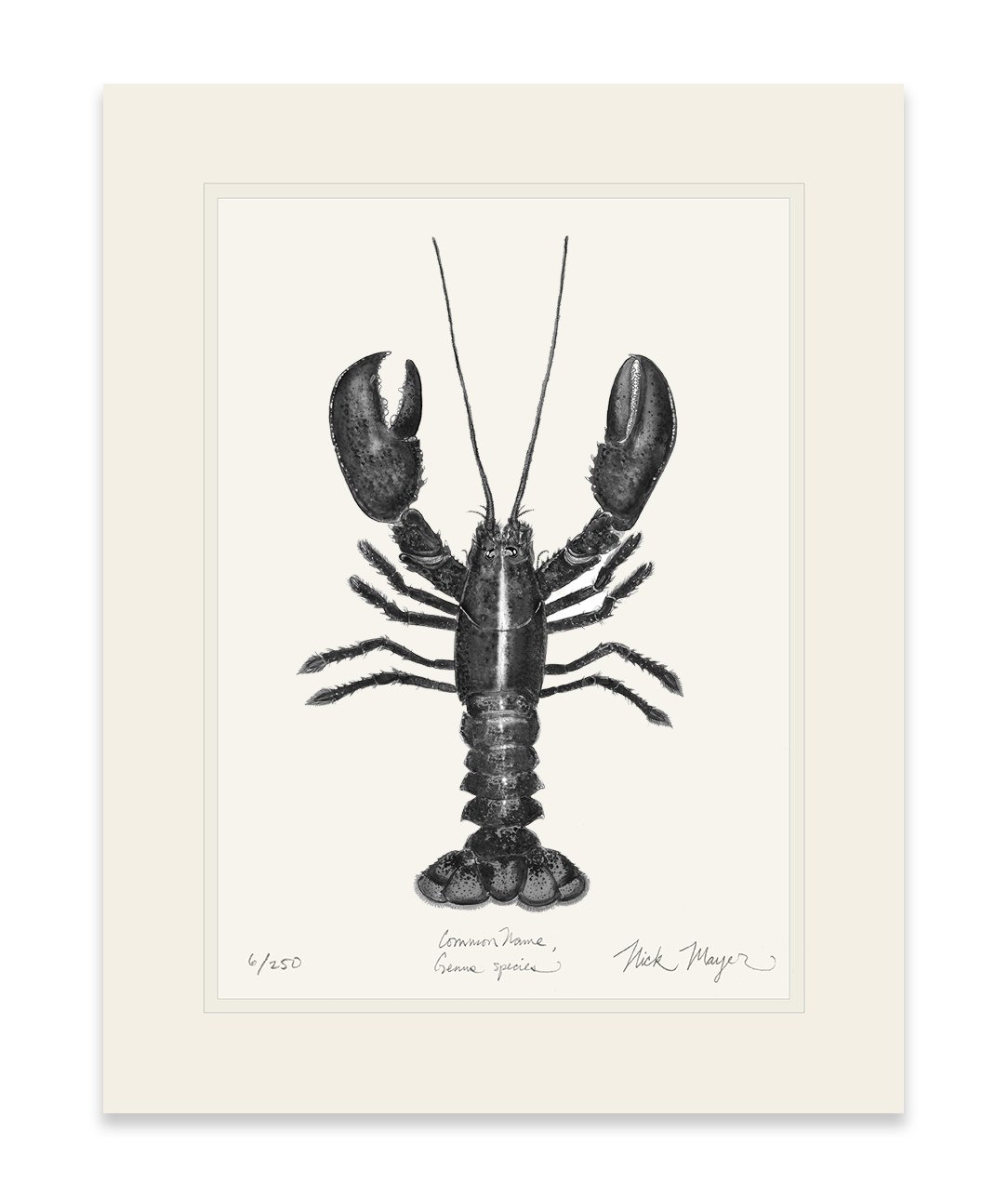 Northern Lobster I Limited Edition Print (B&W)