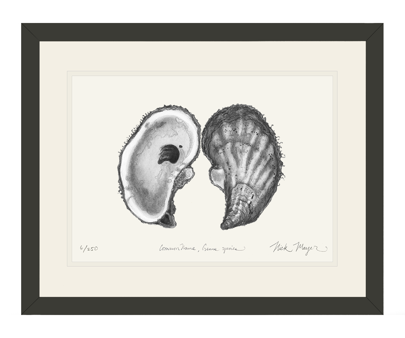 Atlantic Oyster I Limited Edition Print (B&W)