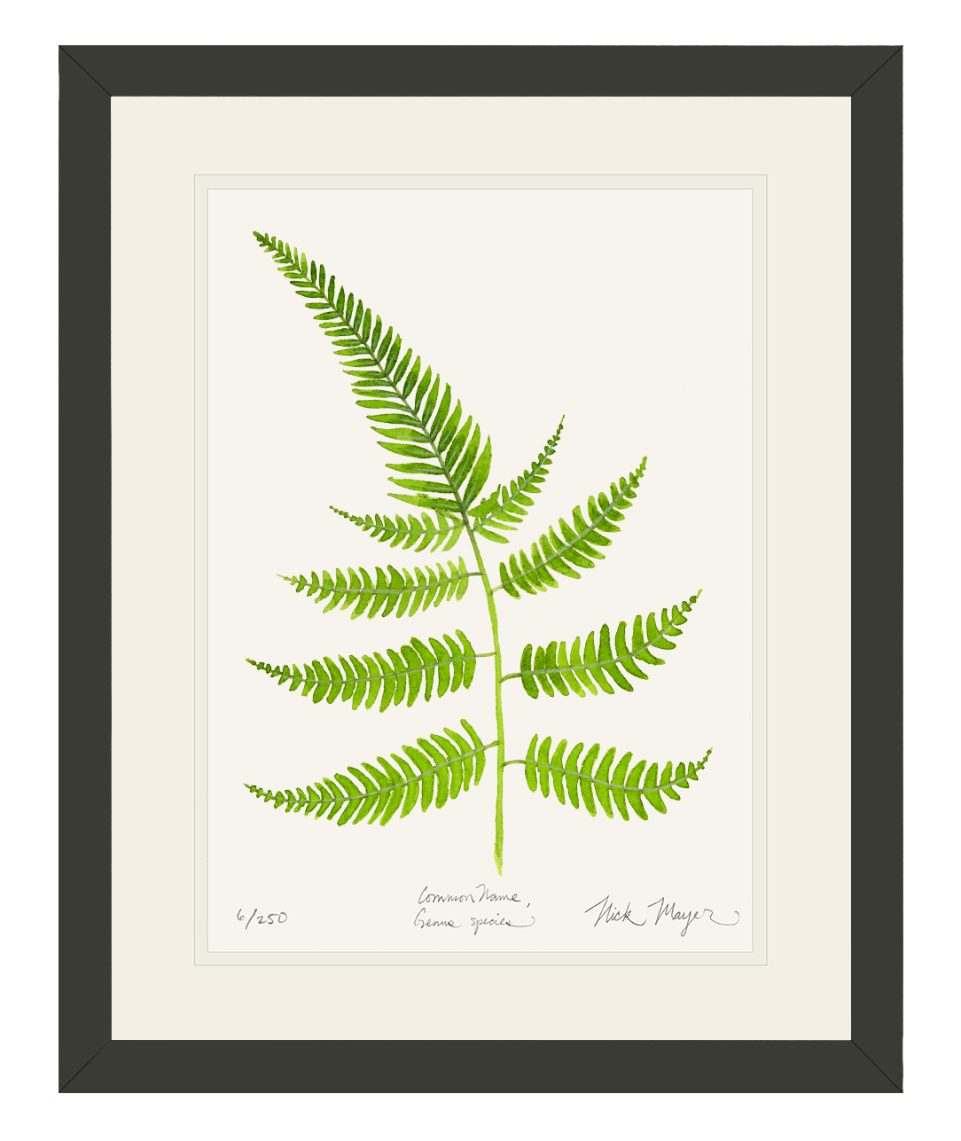 Painted Fern Limited Edition Print