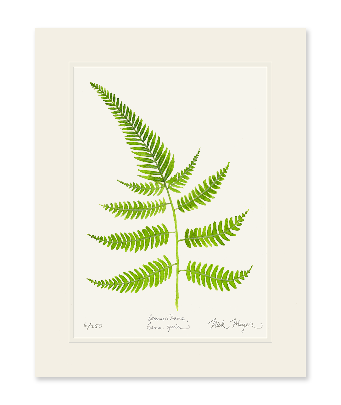 Painted Fern Limited Edition Print