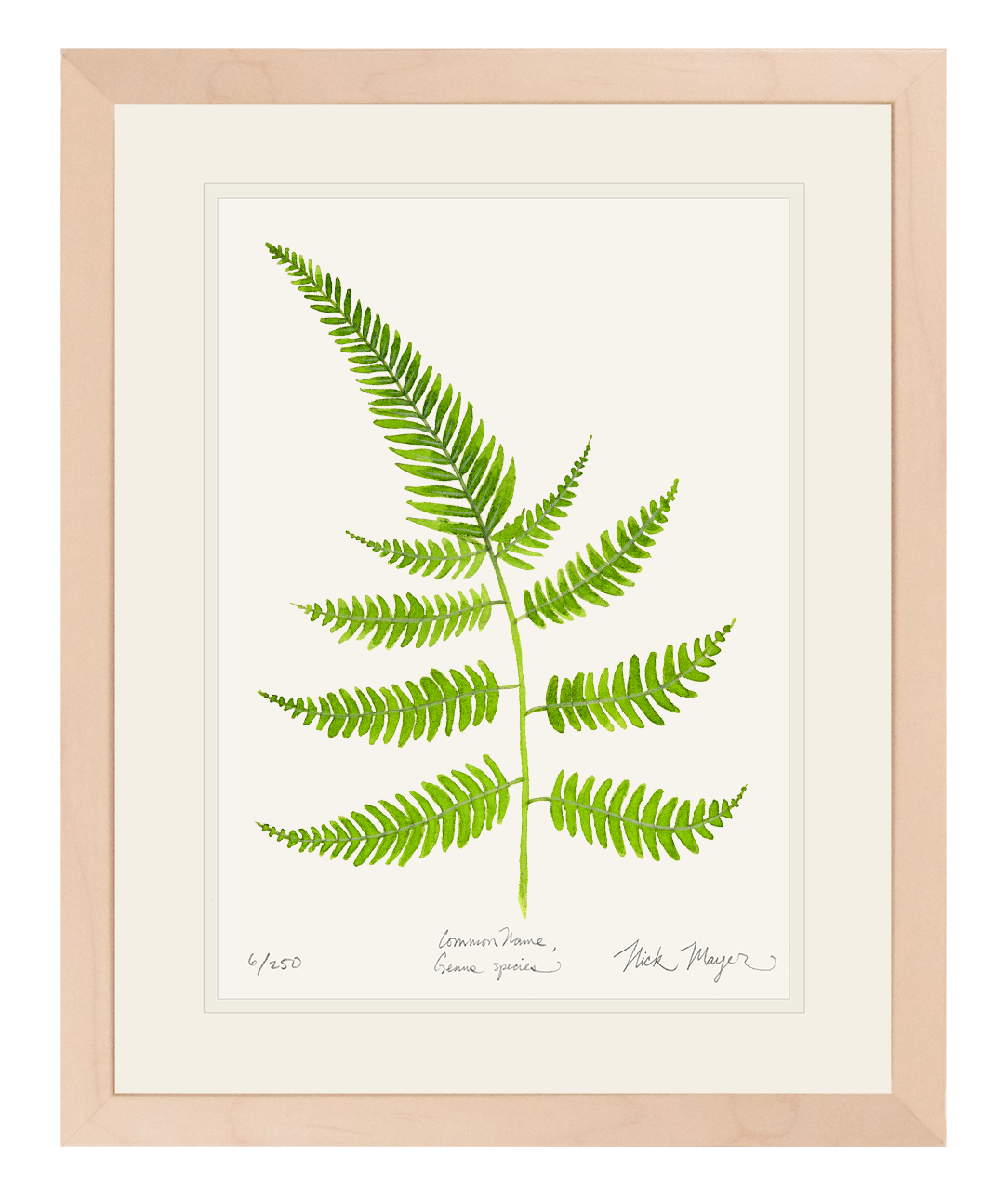 Painted Fern Limited Edition Print