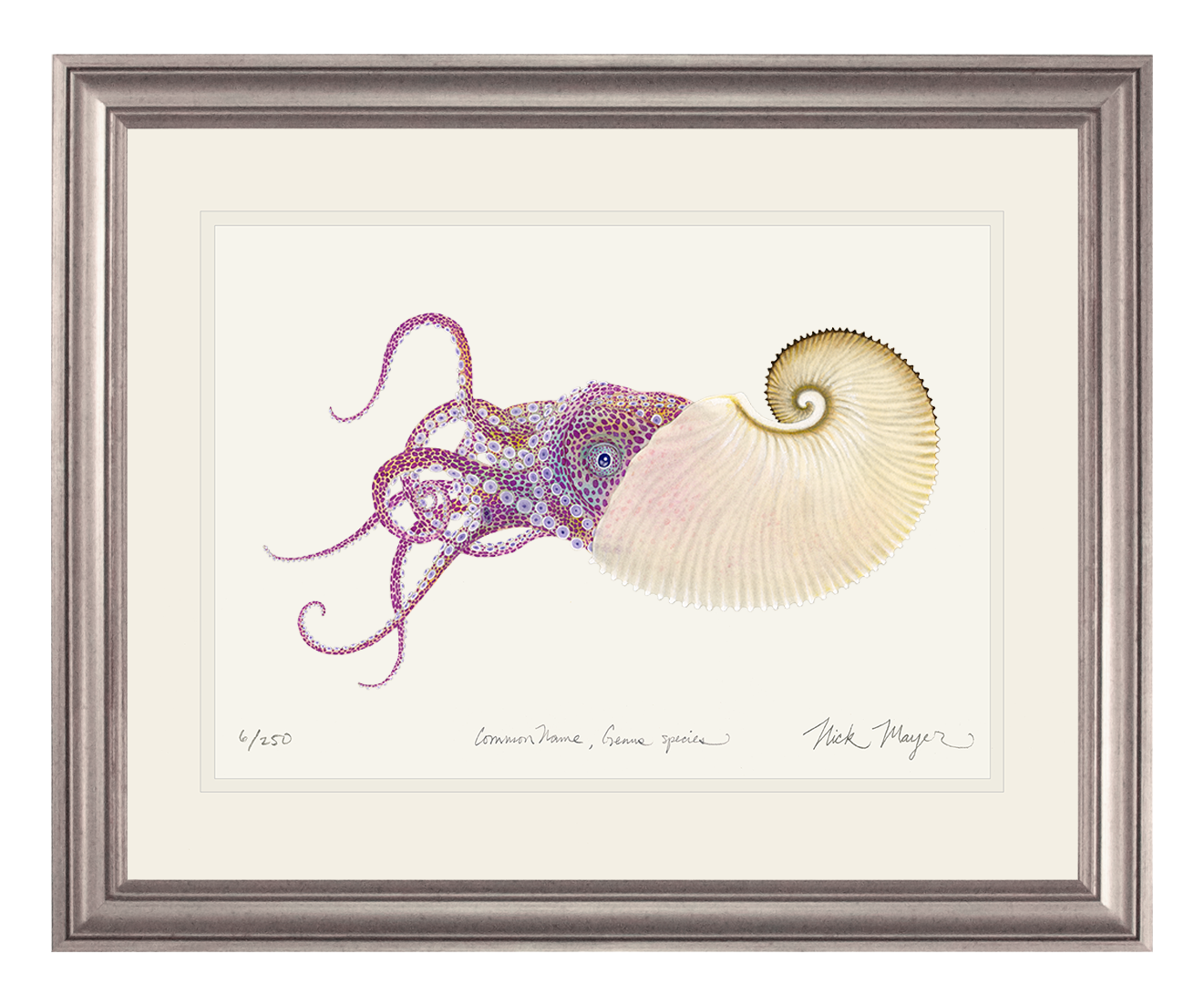 Paper Nautilus Limited Edition Print