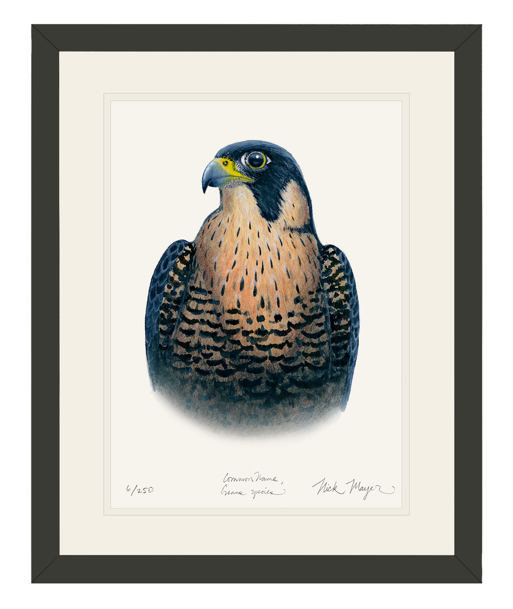 Peregrine_bl.png?v=1736367514&