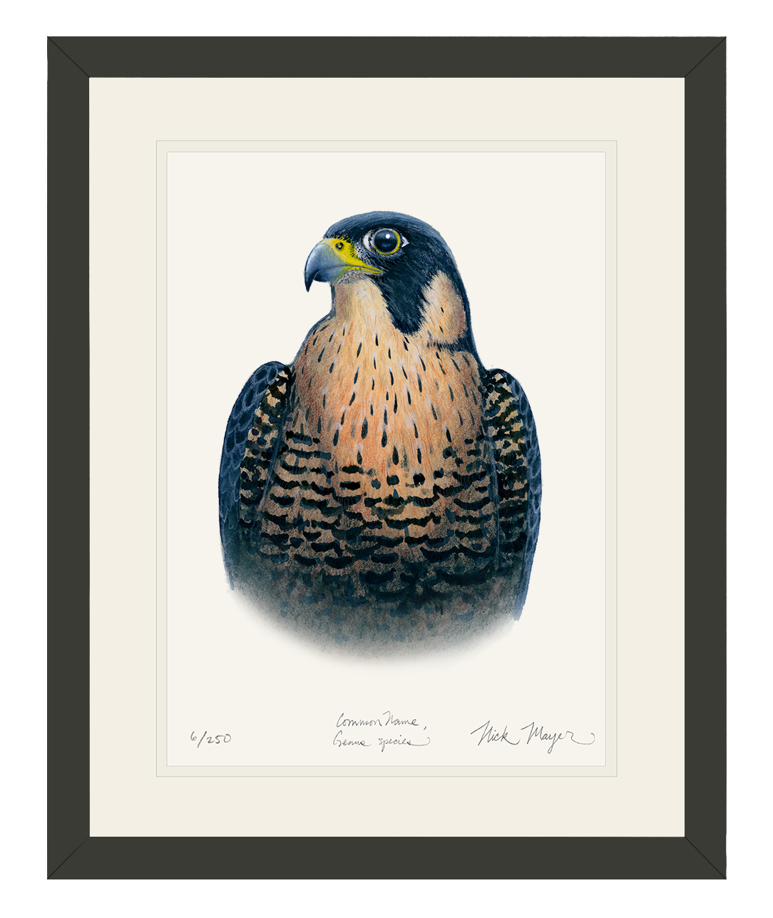 Peregrine Falcon Original Watercolor Painting