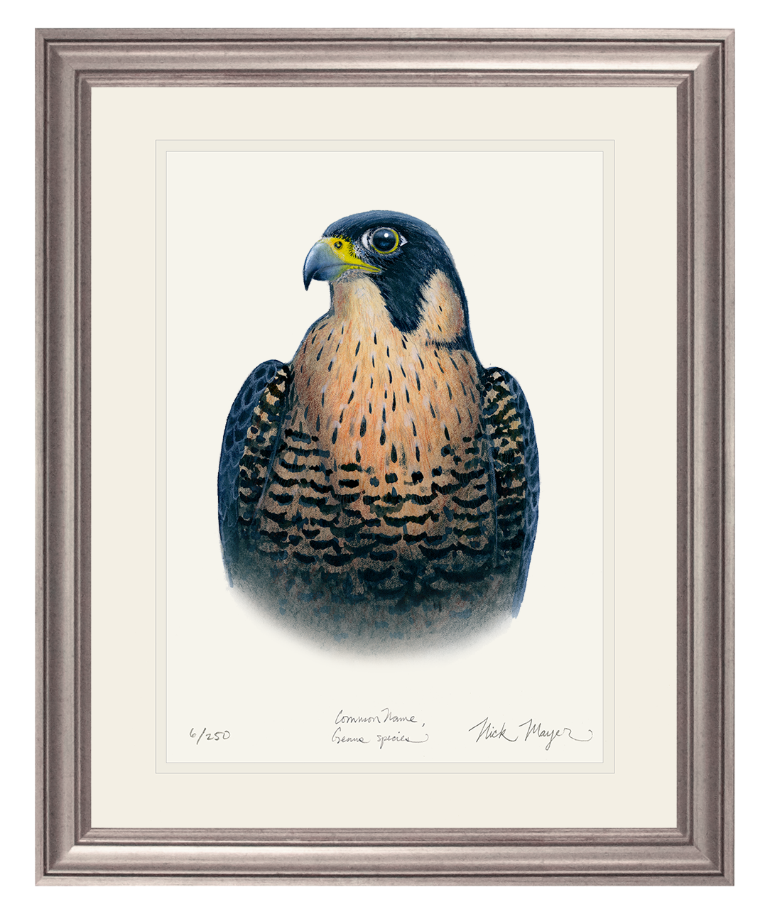 Peregrine Falcon Print