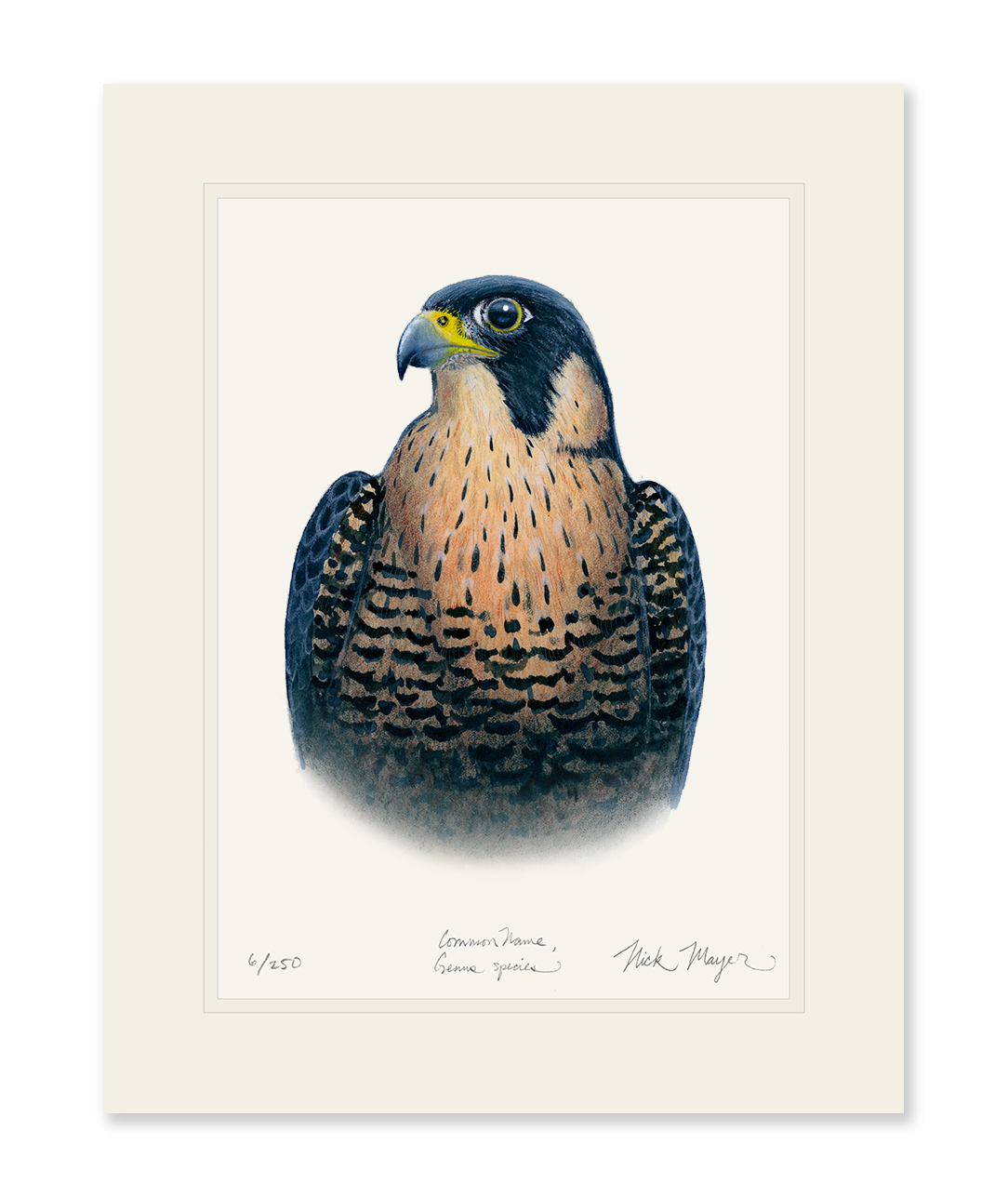 Peregrine Falcon Print