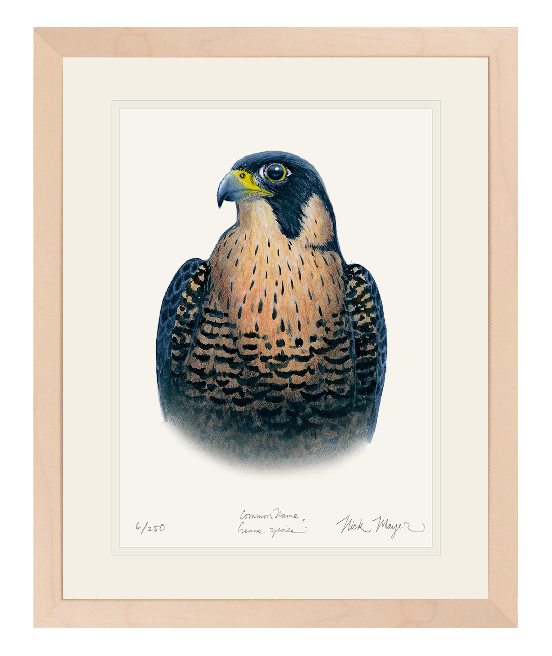 Peregrine Falcon Print
