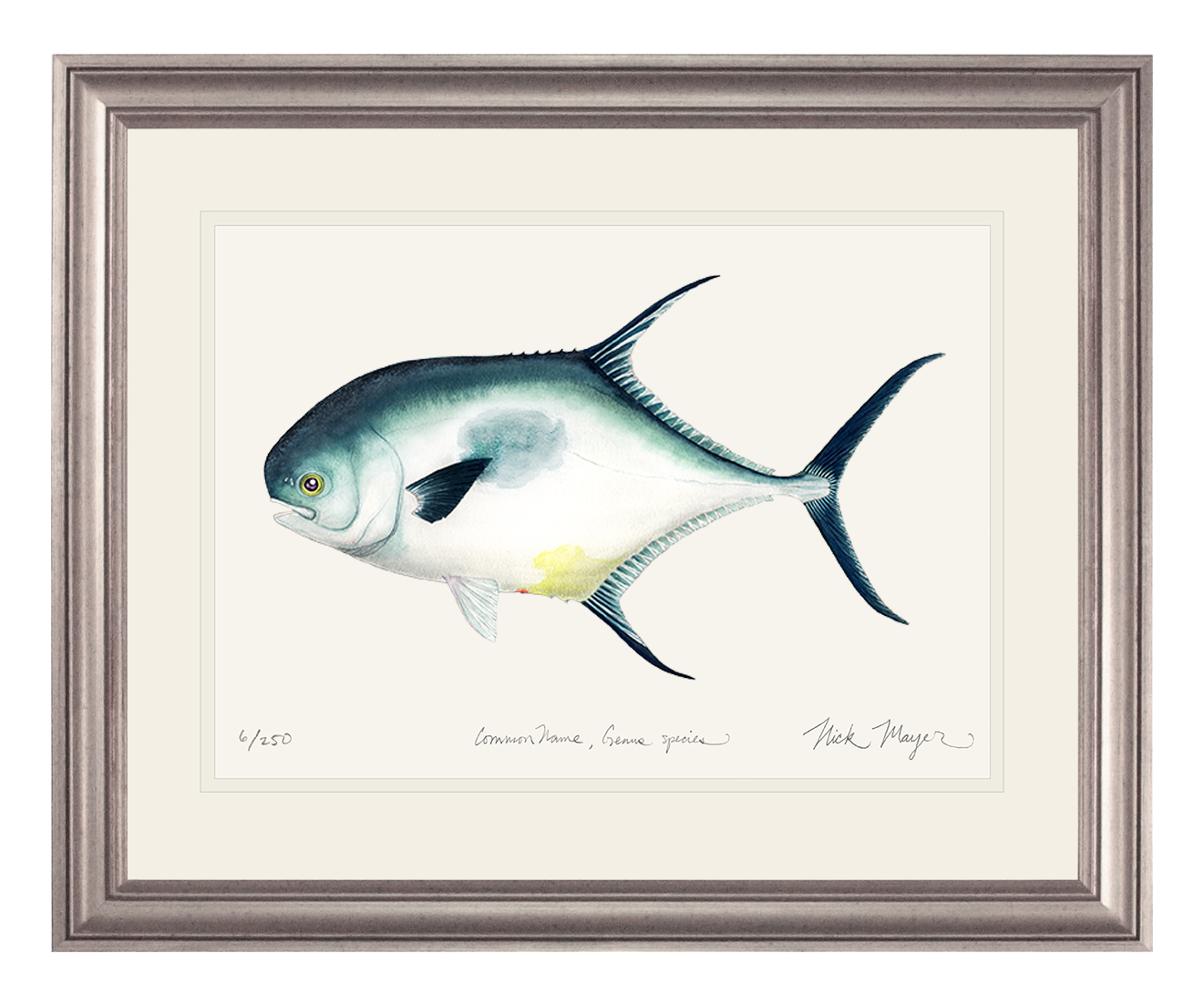 Atlantic Permit Print