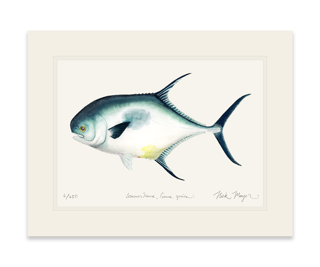 Atlantic Permit Print