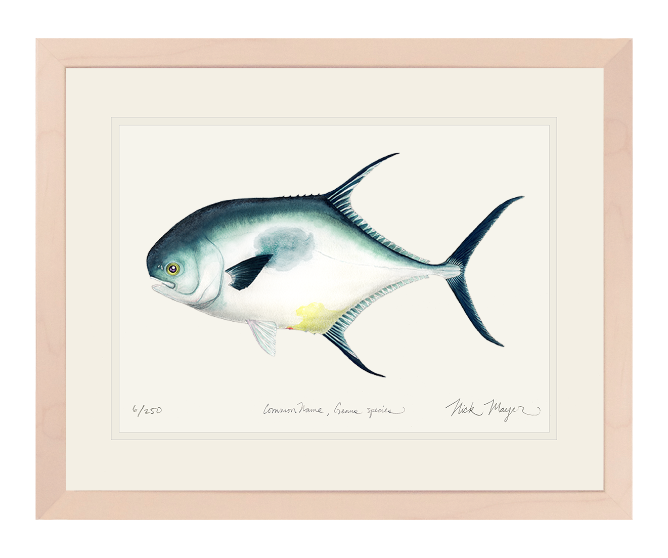Atlantic Permit Print