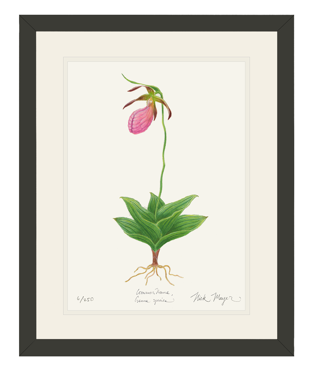 Pink Lady's Slipper Wildflower Limited Edition Print