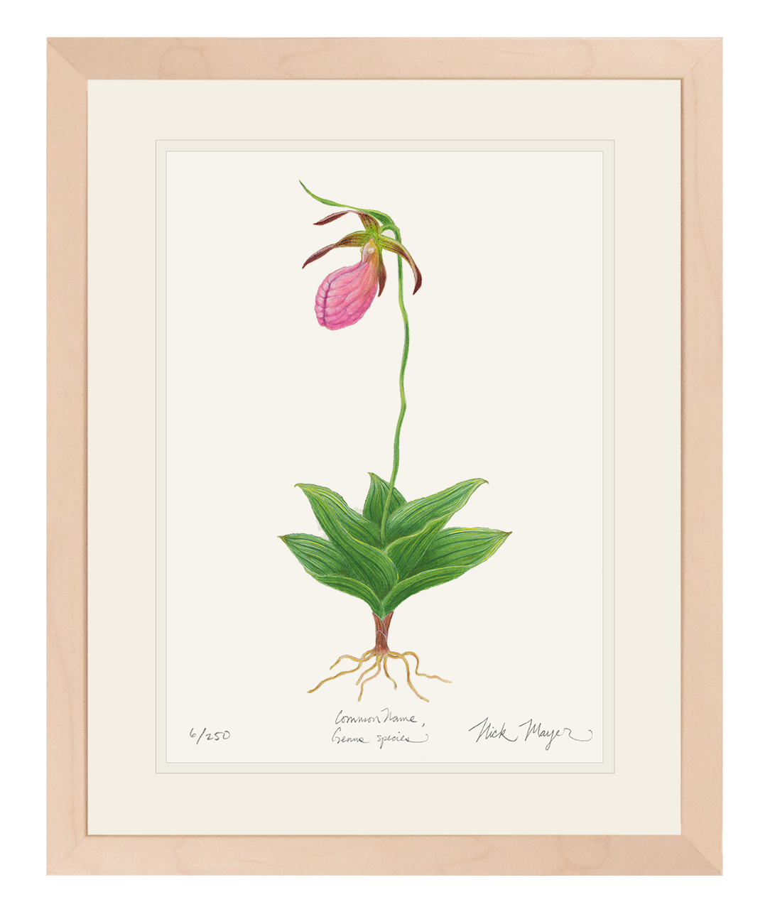 Pink Lady's Slipper Wildflower Original Watercolor Painting