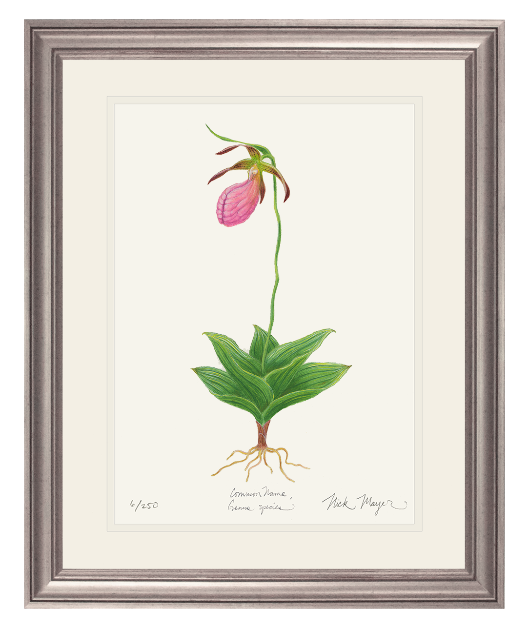 Pink Lady's Slipper Wildflower Limited Edition Print