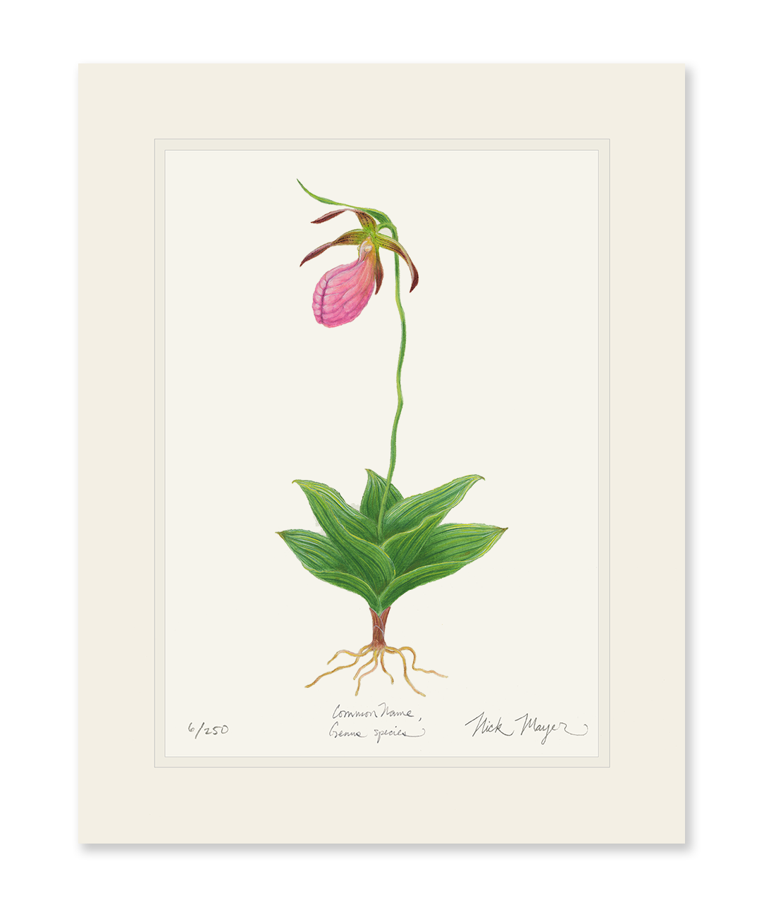 Pink Lady's Slipper Wildflower Limited Edition Print