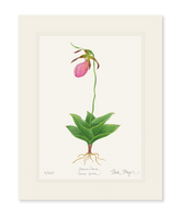 Pink Lady's Slipper Wildflower Print