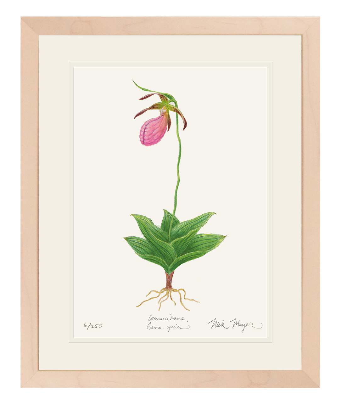 Pink Lady's Slipper Wildflower Limited Edition Print