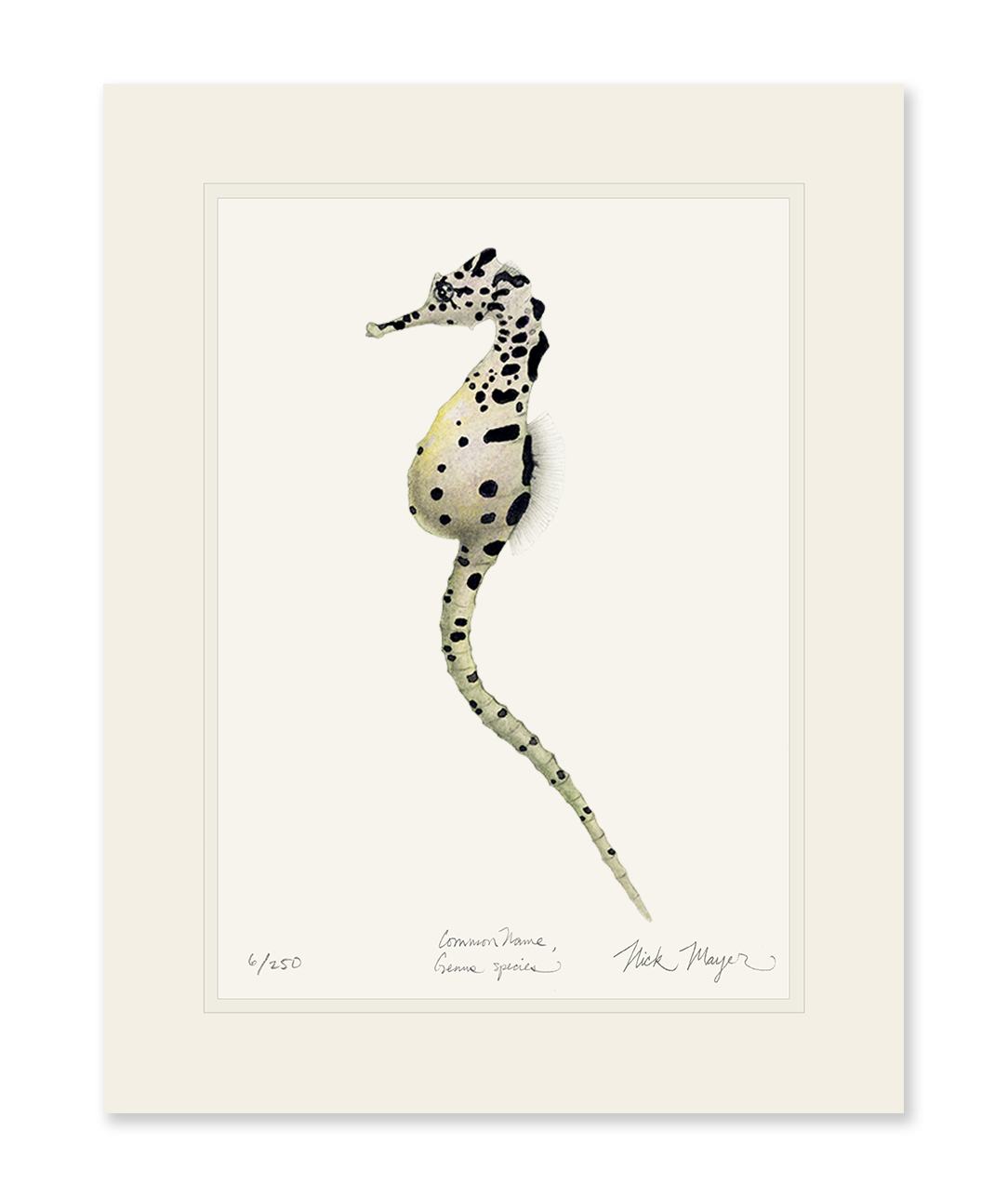 Pot Bellied Seahorse Limited Edition Print