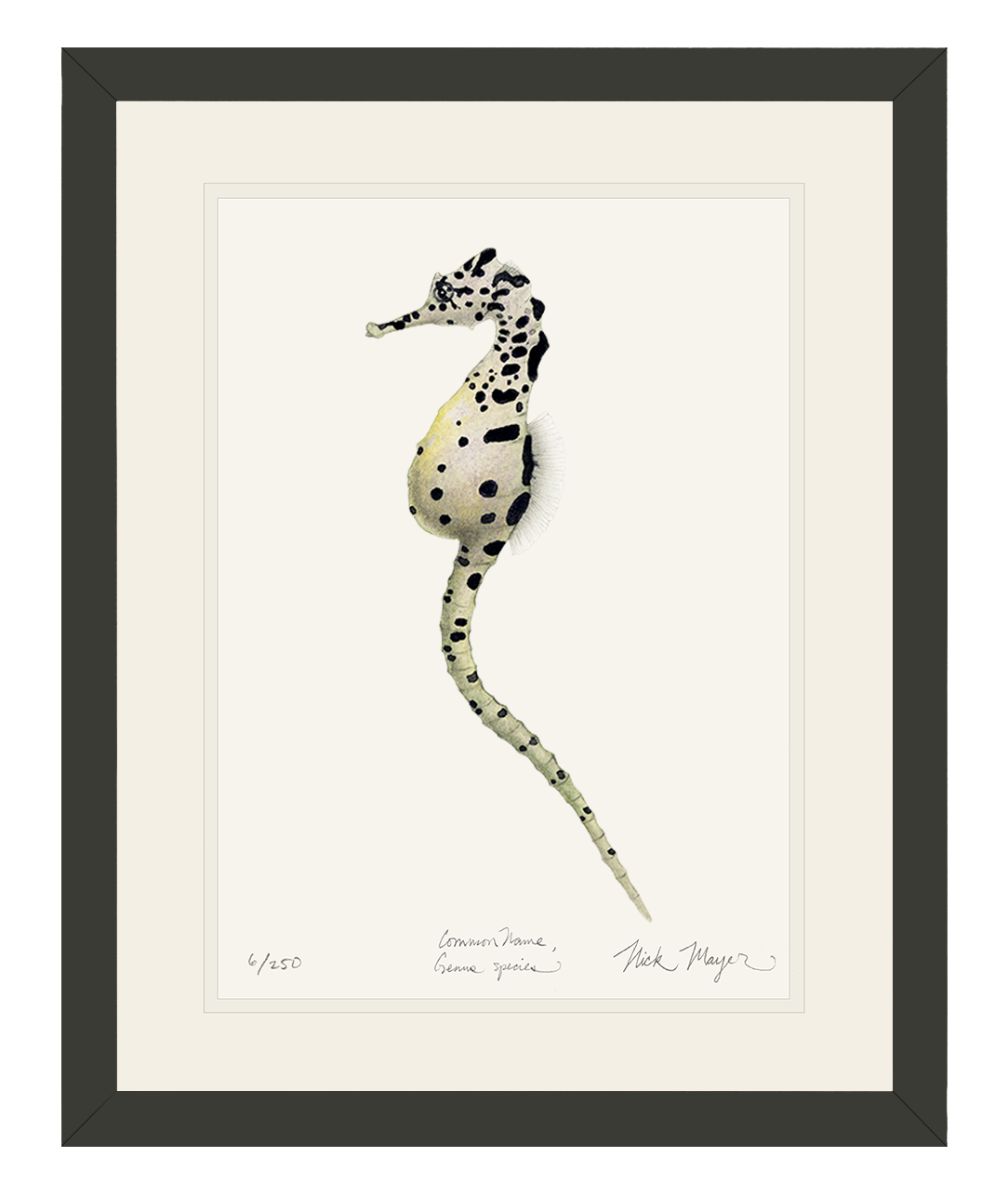 Pot Bellied Seahorse Limited Edition Print
