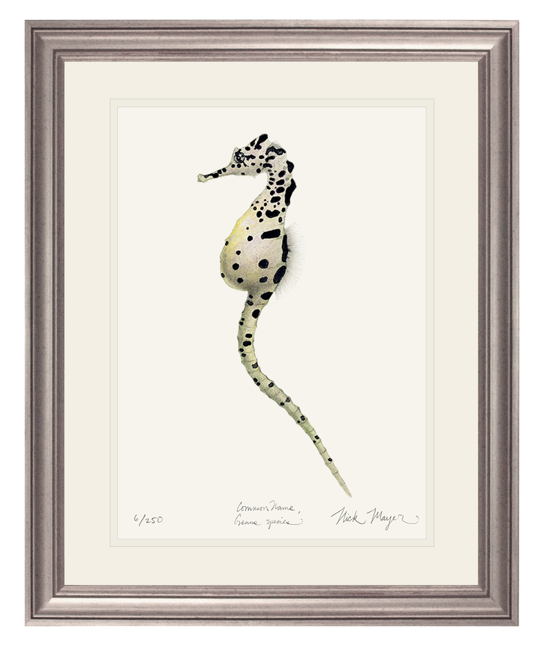 Pot Bellied Seahorse Limited Edition Print