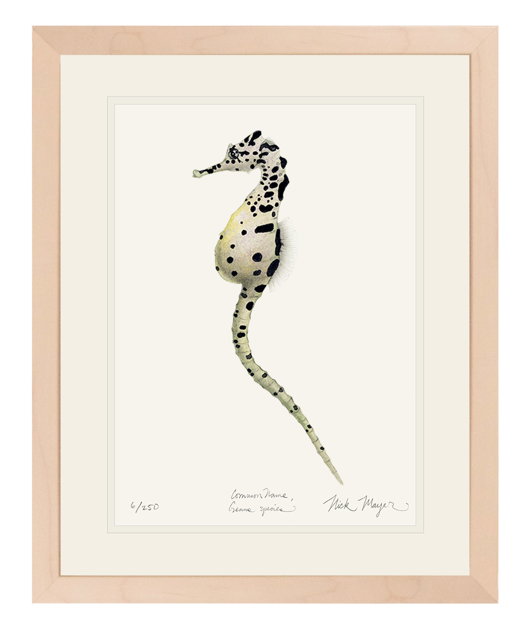 Pot Bellied Seahorse Limited Edition Print