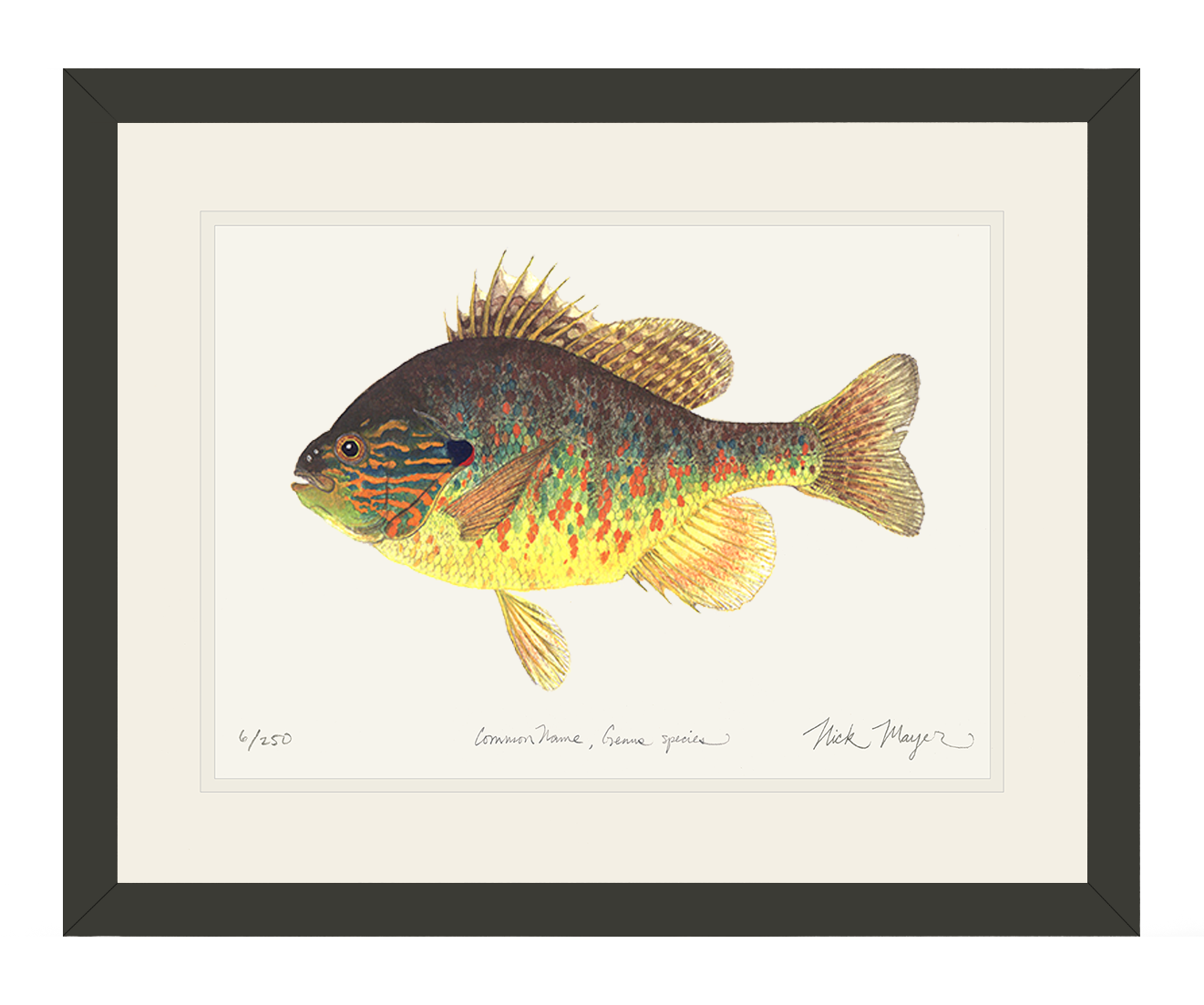 Pumpkinseed Print