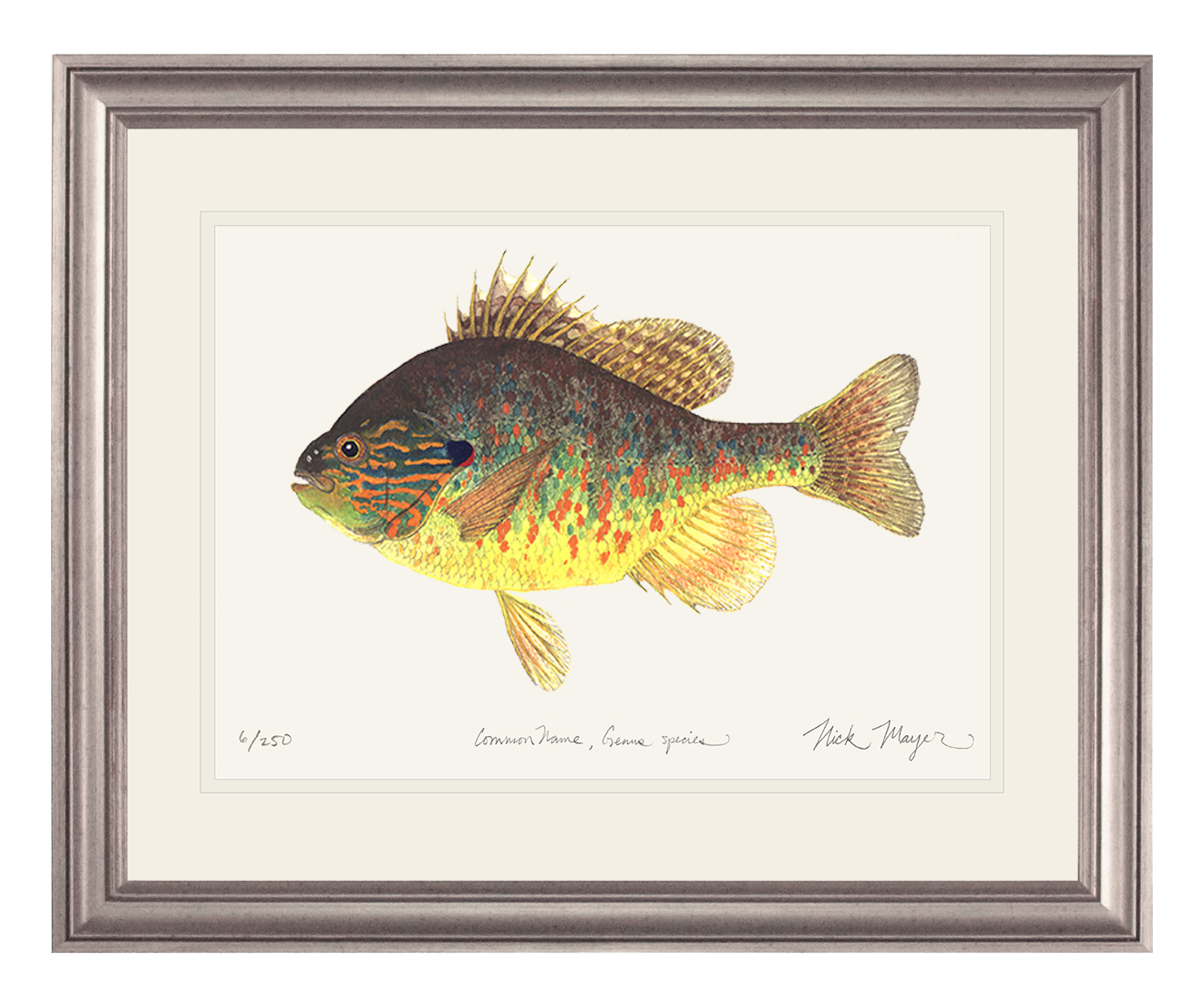 Pumpkinseed Limited Edition Print