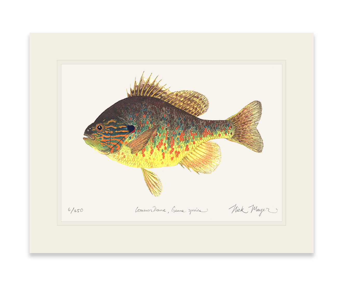 Pumpkinseed Limited Edition Print