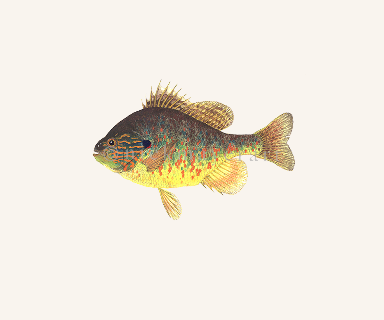 watermark