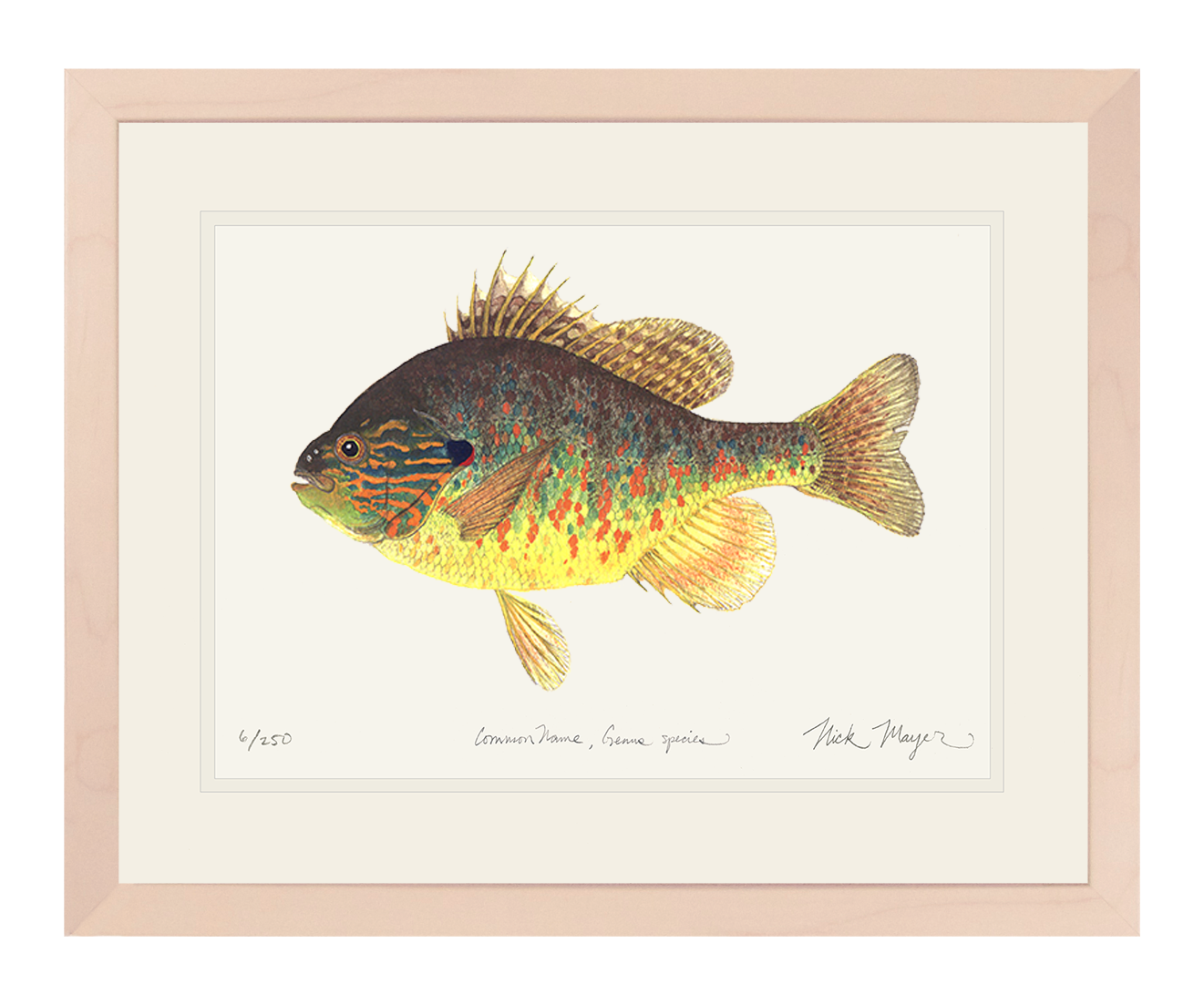 Pumpkinseed Limited Edition Print