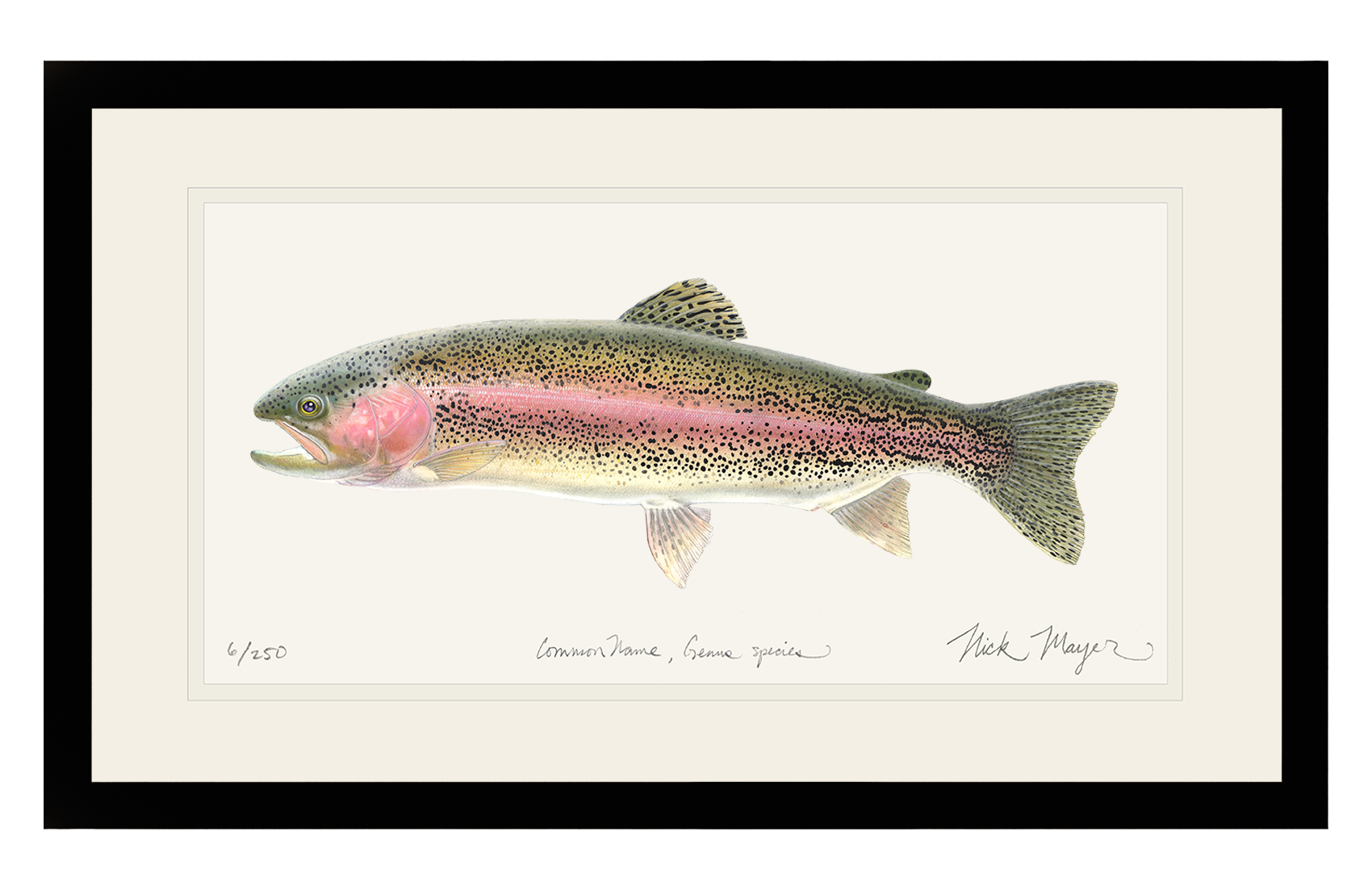 Rainbow Trout Limited Edition Print - Best Seller