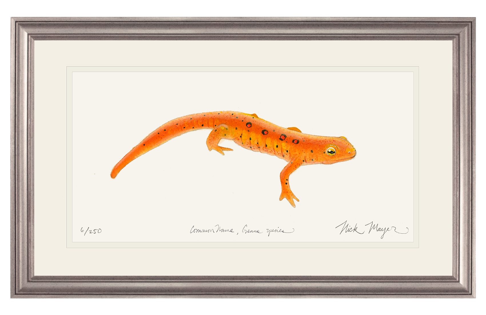 Red Eft Newt Limited Edition Print