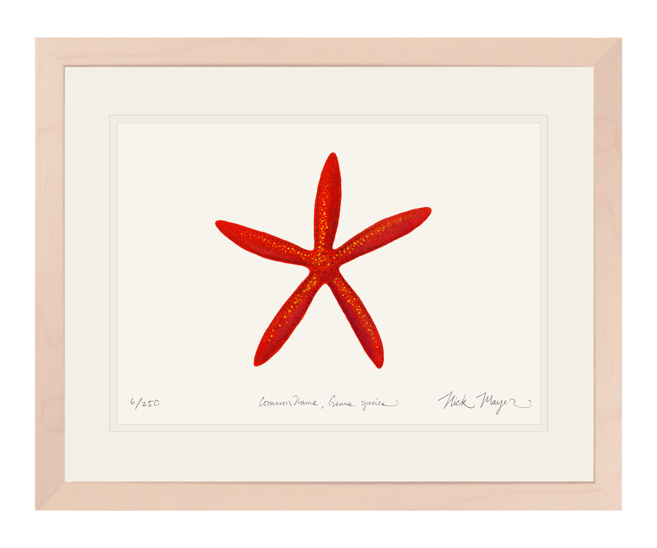 Red Linkia Starfish Limited Edition Print