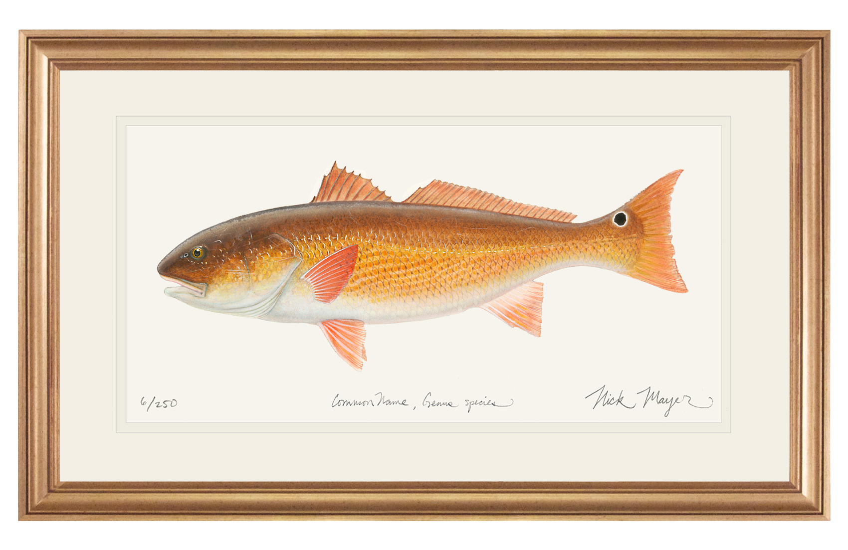 Redfish, 15 lbs Original Watercolor Painting - SOLD