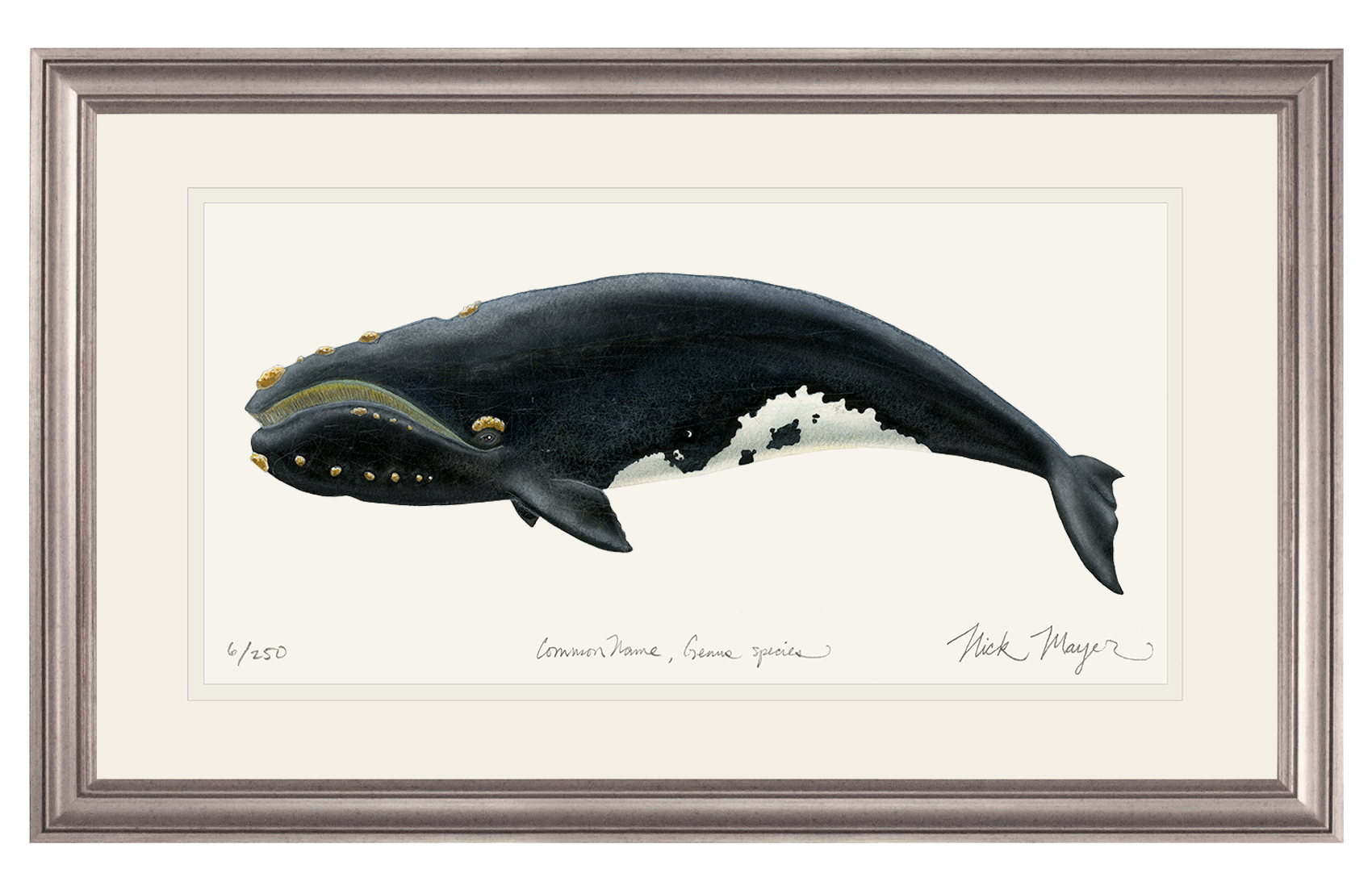 Right Whale Limited Edition Print