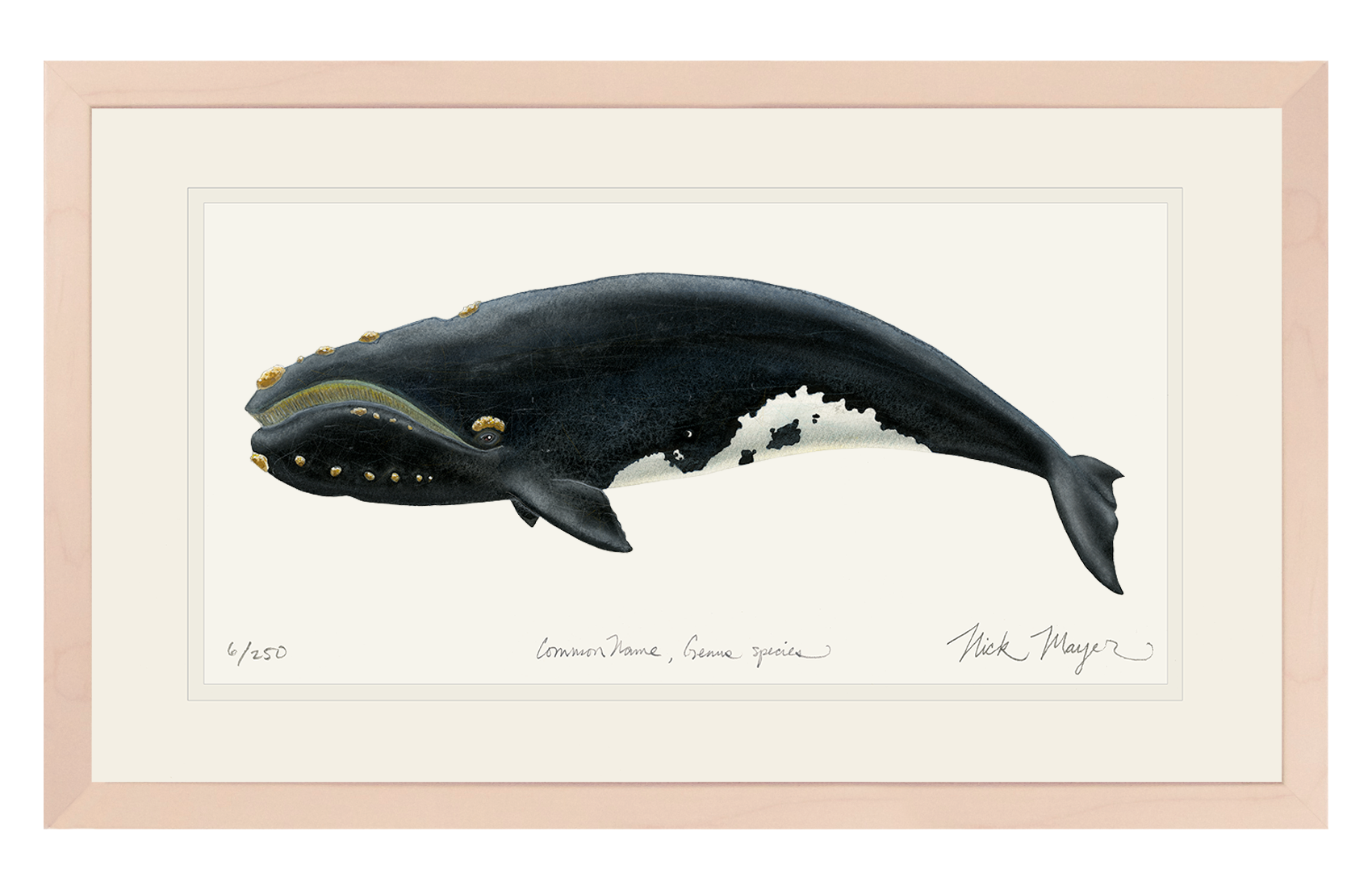 Right Whale Limited Edition Print