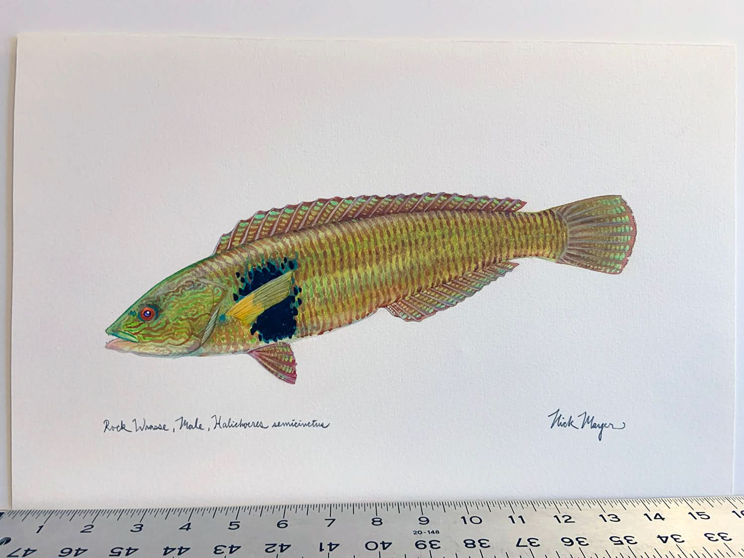 Male Rock Wrasse Unframed Original Painting