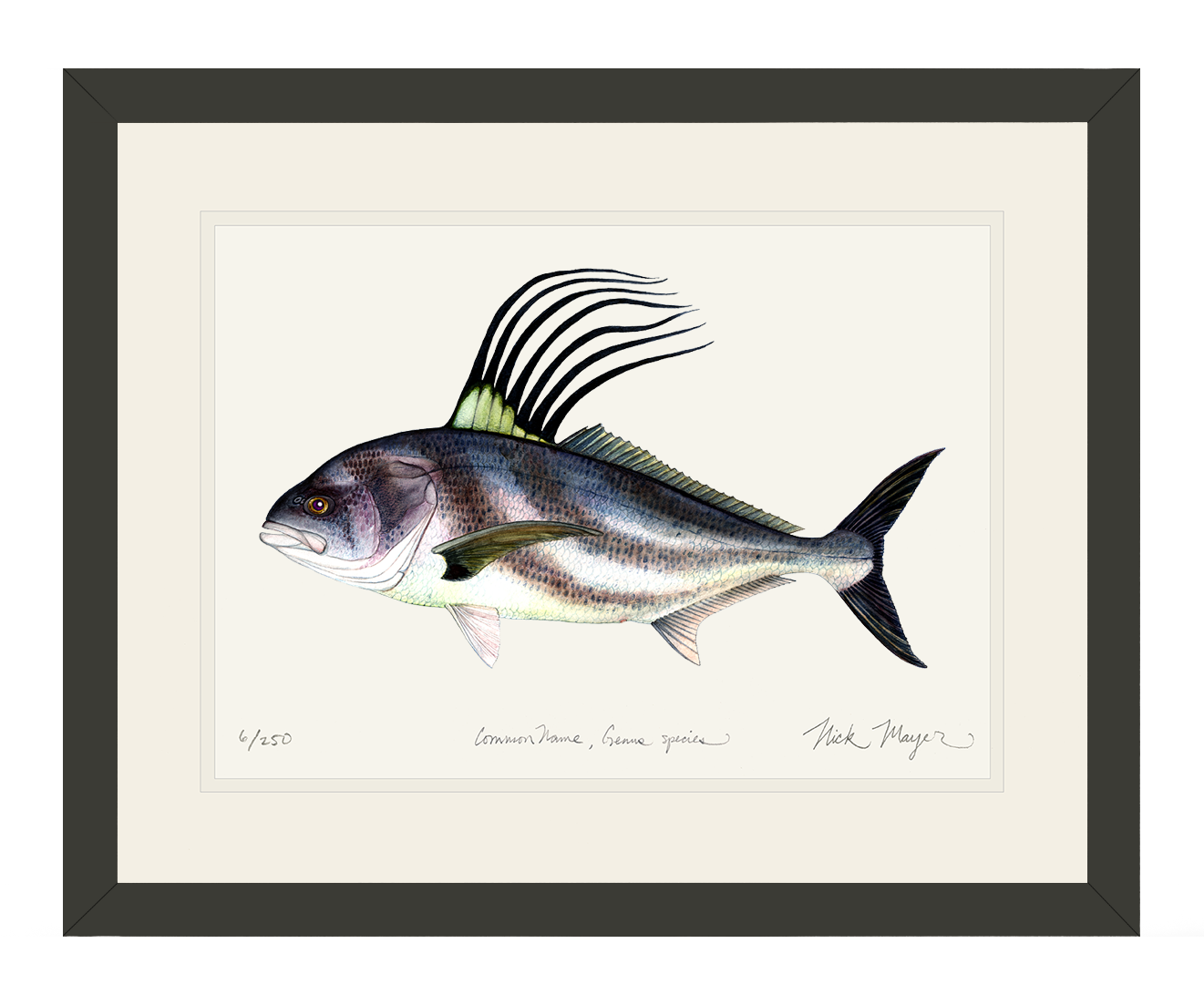 Roosterfish Print