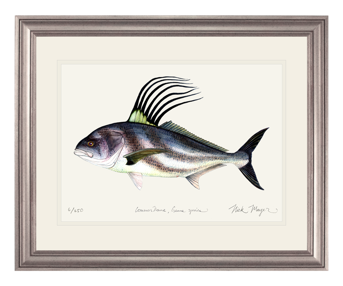 Roosterfish Print