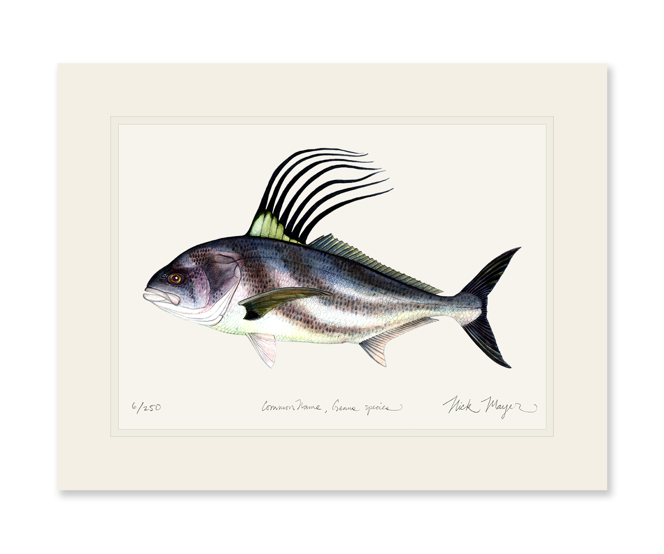 Roosterfish Limited Edition Print