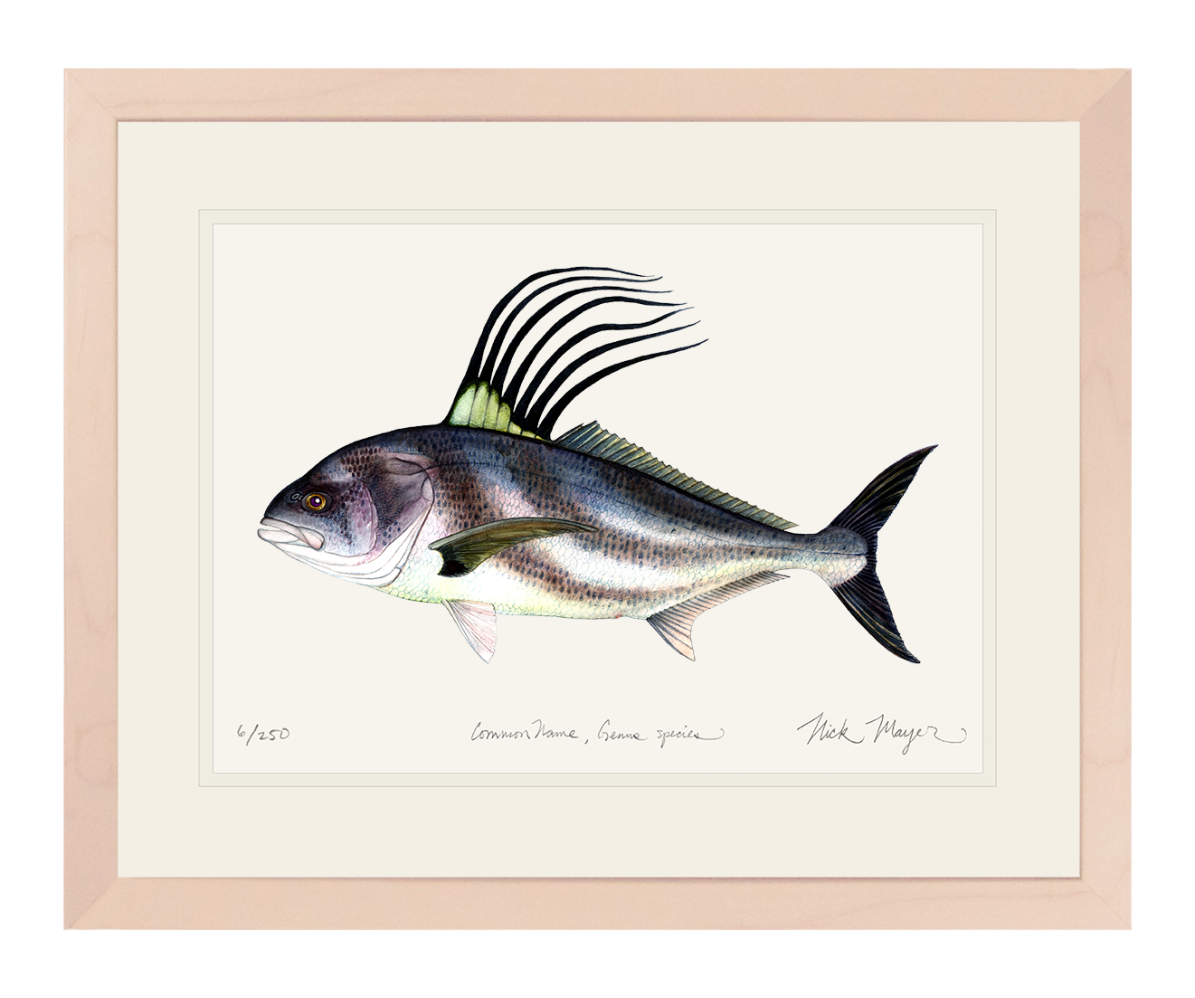 Roosterfish Limited Edition Print