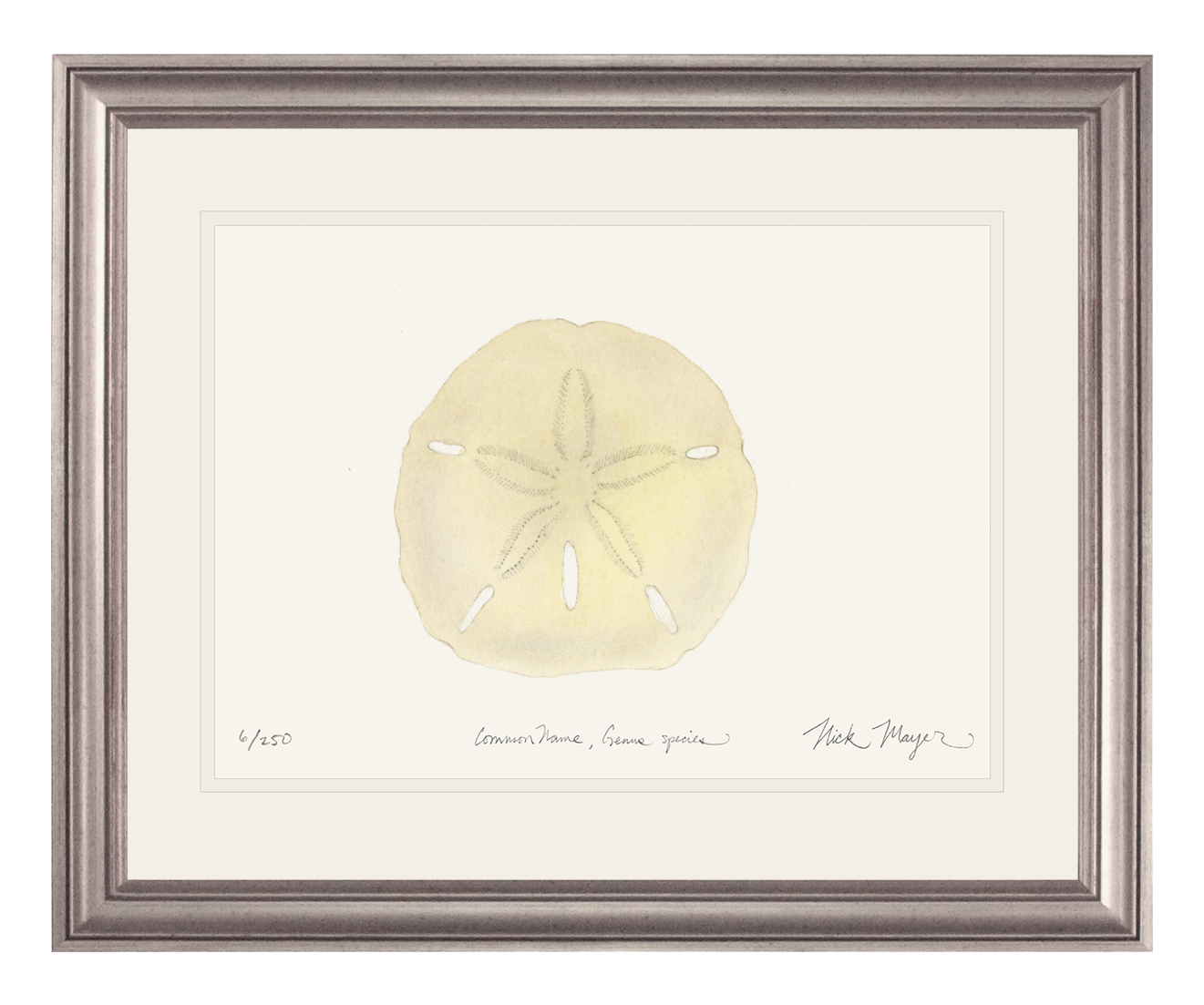 Ivory Sand Dollar I Print
