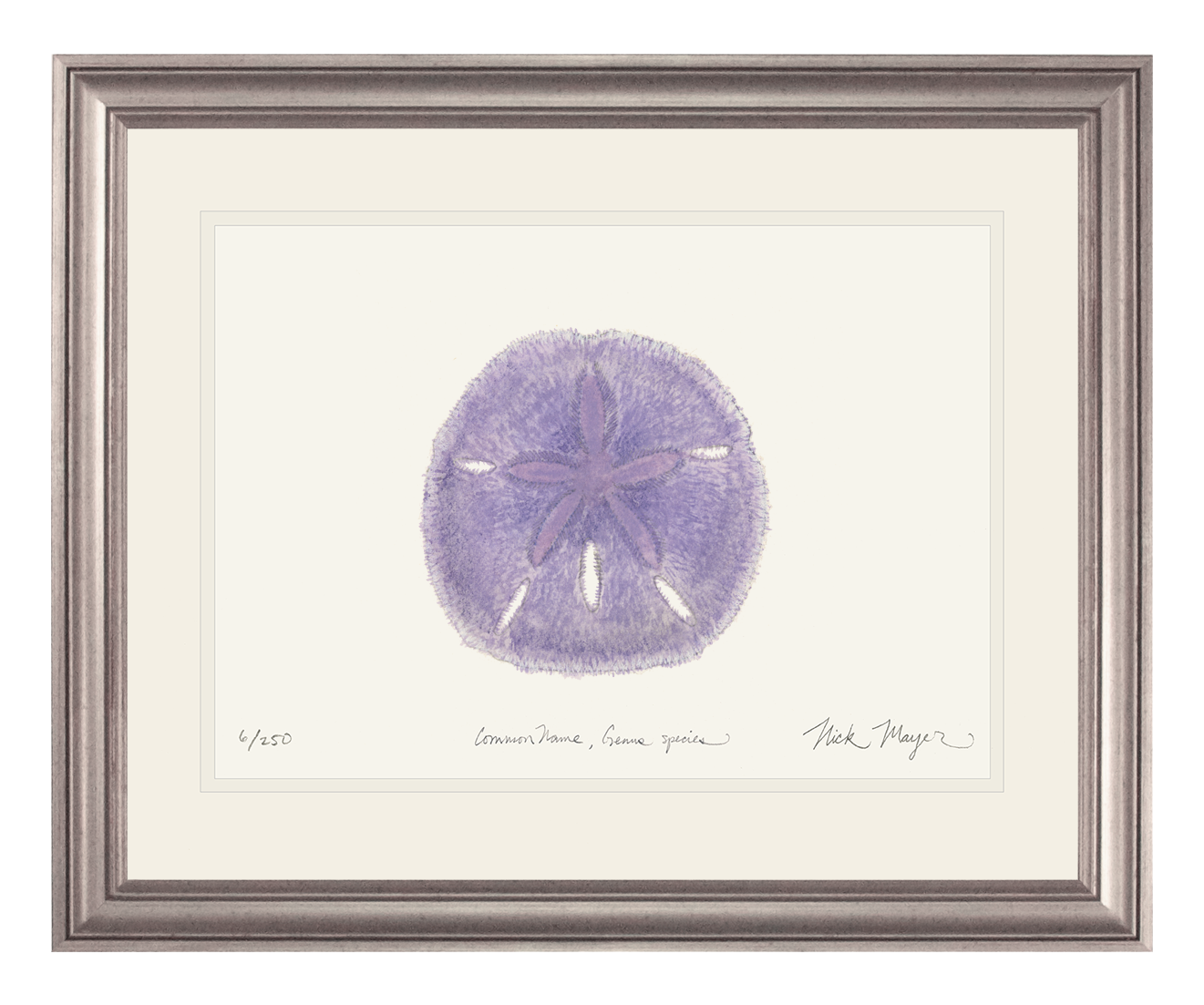 Purple Sand Dollar Print