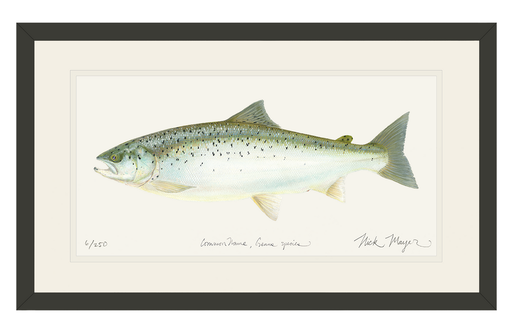 Salmon_bl.png?v=1736367597&