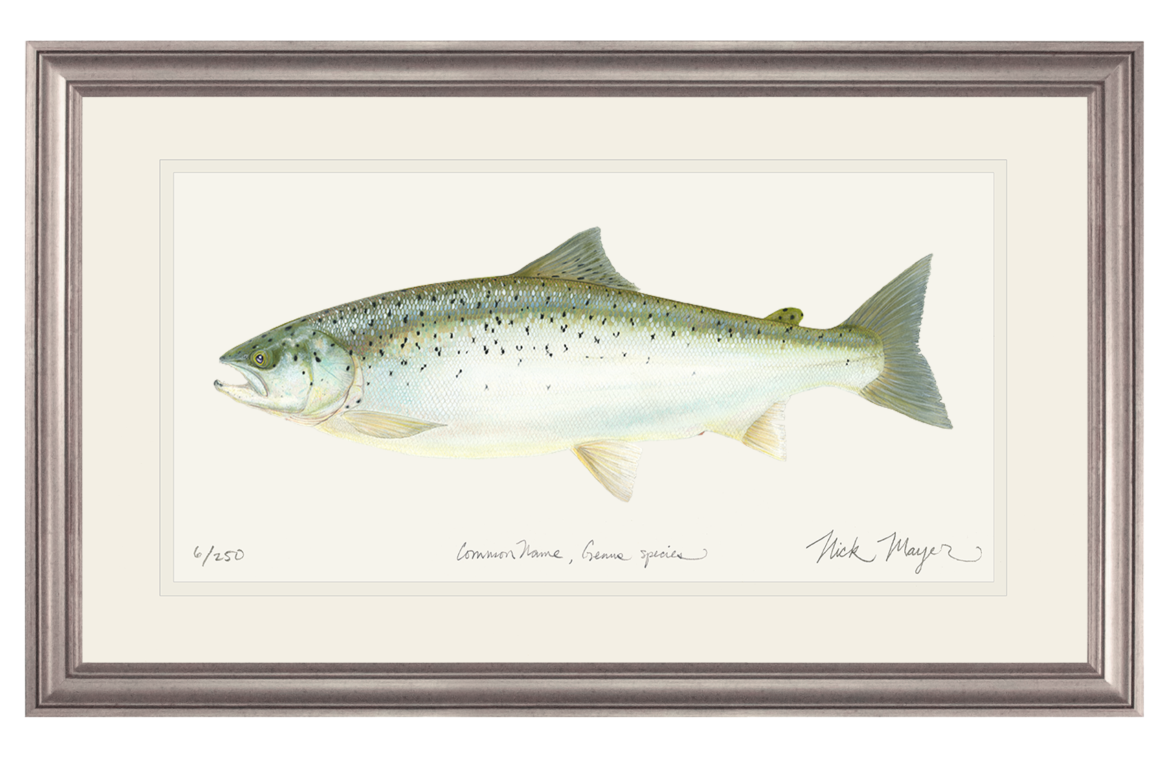 Landlocked Salmon Limited Edition Print