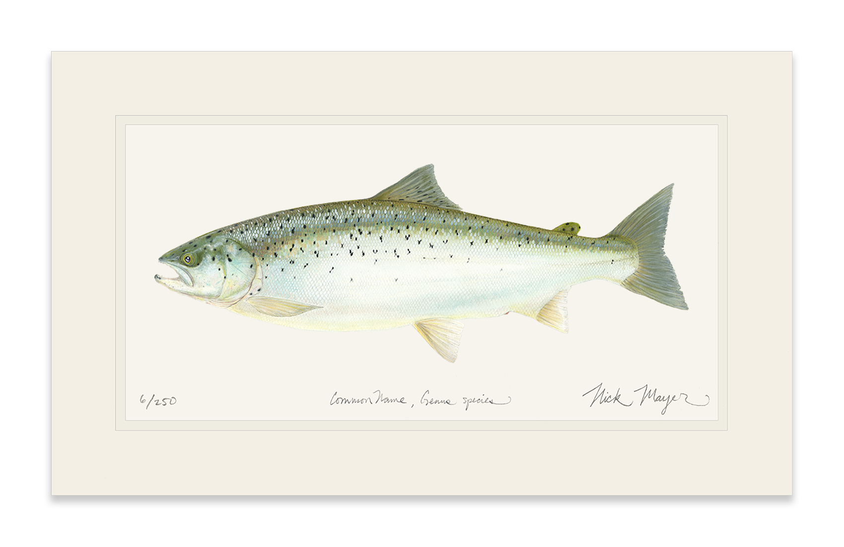 Landlocked Salmon Limited Edition Print