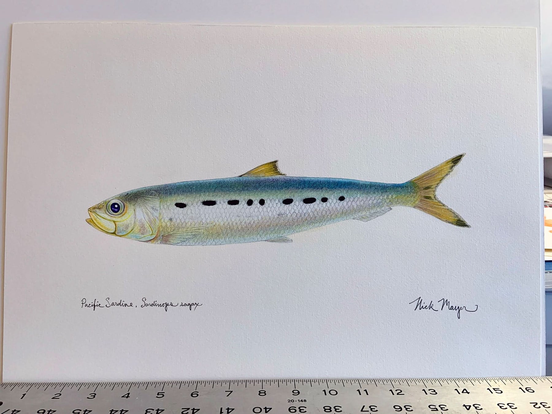 Sardine Unframed Original Painting